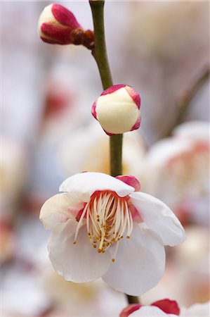 simsearch:622-08065145,k - Plum blossoms Fotografie stock - Premium Royalty-Free, Codice: 622-06487255