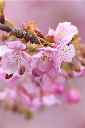 Cherry blossoms Foto de stock - Sin royalties Premium, Código: 622-06487259