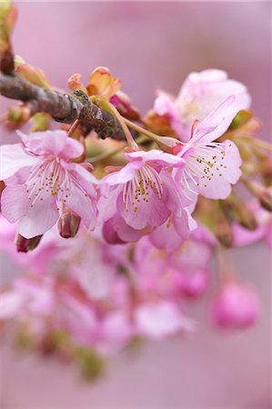 Cherry blossoms Stock Photo - Premium Royalty-Free, Code: 622-06487259