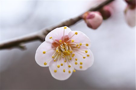 Plum blossom Foto de stock - Sin royalties Premium, Código: 622-06487274