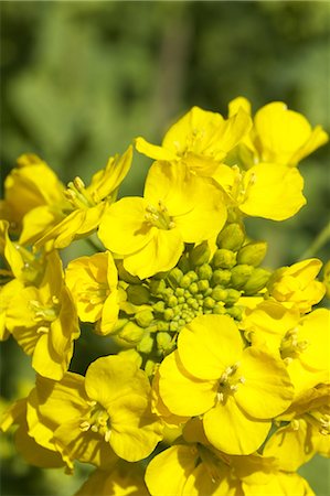 sinapis arvensis - Field mustard flowers Foto de stock - Sin royalties Premium, Código: 622-06487278