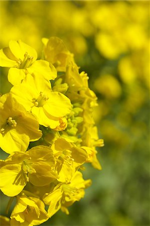 Field mustard flowers Photographie de stock - Premium Libres de Droits, Code: 622-06487279