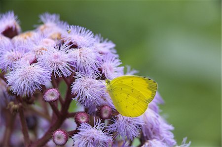 simsearch:622-06548840,k - Grass Yellow butterfly Photographie de stock - Premium Libres de Droits, Code: 622-06487284