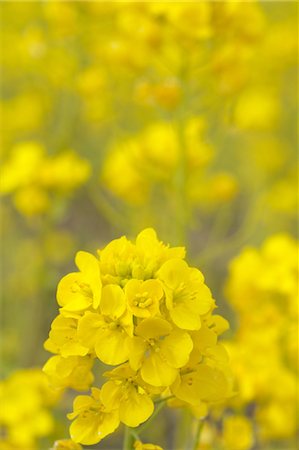 Field mustard flowers Foto de stock - Sin royalties Premium, Código: 622-06487304