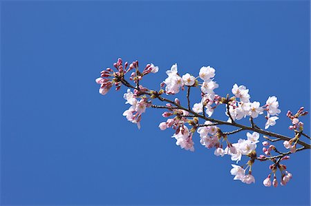 Cherry blossoms and blue sky Stock Photo - Premium Royalty-Free, Code: 622-06487318