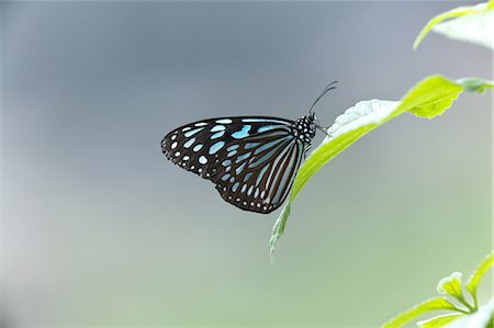 Ryukyu chestnut tiger butterfly Stock Photo - Premium Royalty-Free, Code: 622-06487312