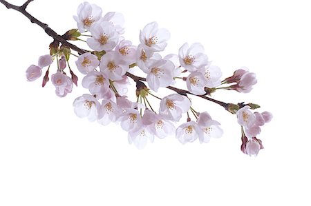 embankment - Cherry blossoms Foto de stock - Sin royalties Premium, Código: 622-06487326