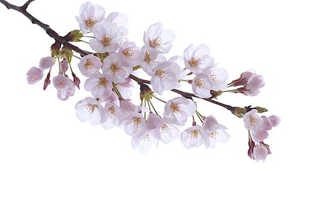 flower branch - Cherry blossoms Stock Photo - Premium Royalty-Free, Code: 622-06487326