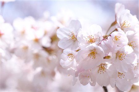 pétalo - Cherry blossoms Foto de stock - Sin royalties Premium, Código: 622-06487329