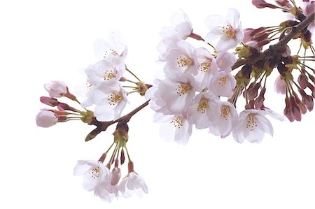 Cherry blossoms Foto de stock - Sin royalties Premium, Código: 622-06487322