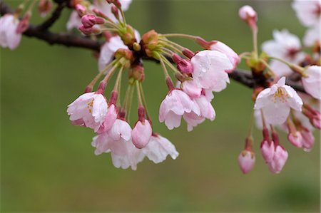 Cherry blossoms Foto de stock - Sin royalties Premium, Código: 622-06487348