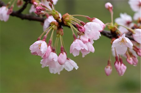 sakura-baum - Cherry blossoms Stockbilder - Premium RF Lizenzfrei, Bildnummer: 622-06487348