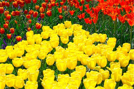 simsearch:622-06487540,k - Tulip flowers, Tokyo Prefecture Fotografie stock - Premium Royalty-Free, Codice: 622-06487366