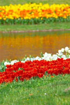 simsearch:622-09101115,k - Tulip flowers, Tokyo Prefecture Stock Photo - Premium Royalty-Free, Code: 622-06487369