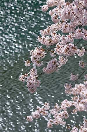 Cherry blossoms Stock Photo - Premium Royalty-Free, Code: 622-06487376