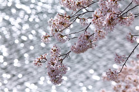 simsearch:622-06398328,k - Cherry blossoms Foto de stock - Sin royalties Premium, Código: 622-06487377
