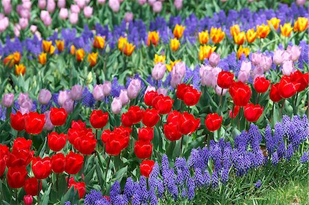 Tulip flowers, Tokyo Prefecture Stock Photo - Premium Royalty-Free, Code: 622-06487370