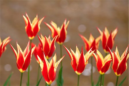 simsearch:622-09101115,k - Tulip flowers, Tokyo Prefecture Stock Photo - Premium Royalty-Free, Code: 622-06487372