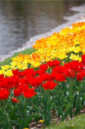 simsearch:622-09101115,k - Tulip flowers, Tokyo Prefecture Stock Photo - Premium Royalty-Free, Code: 622-06487373