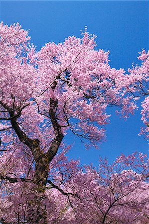 Cherry blossoms and blue sky Photographie de stock - Premium Libres de Droits, Code: 622-06487389