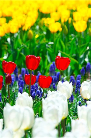 simsearch:622-07760529,k - Tulip flowers, Ibaraki Prefecture Stock Photo - Premium Royalty-Free, Code: 622-06487406