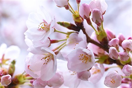 Cherry blossoms Fotografie stock - Premium Royalty-Free, Codice: 622-06487425