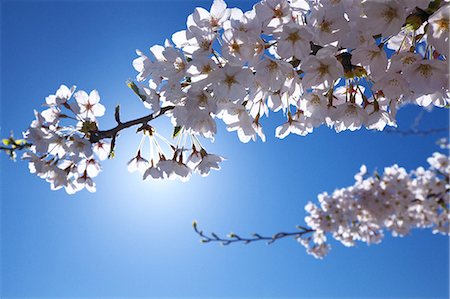 Cherry blossoms and blue sky Foto de stock - Sin royalties Premium, Código: 622-06487437