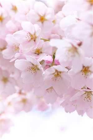 simsearch:622-06487426,k - Cherry blossoms Stock Photo - Premium Royalty-Free, Code: 622-06487442