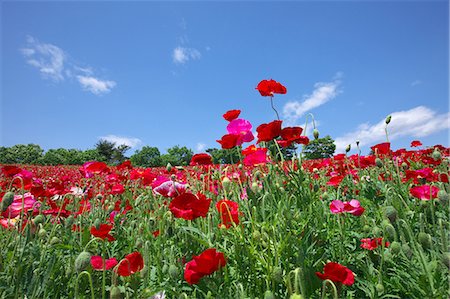 simsearch:622-06900533,k - Poppy flowers, Tokyo Prefecture Photographie de stock - Premium Libres de Droits, Code: 622-06487454