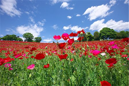 red poppies - Poppy flowers, Tokyo Prefecture Stock Photo - Premium Royalty-Free, Code: 622-06487455