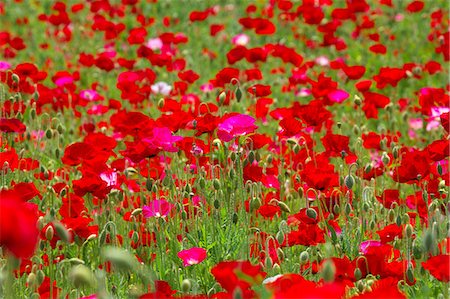 red poppies - Poppy flowers, Tokyo Prefecture Stock Photo - Premium Royalty-Free, Code: 622-06487457