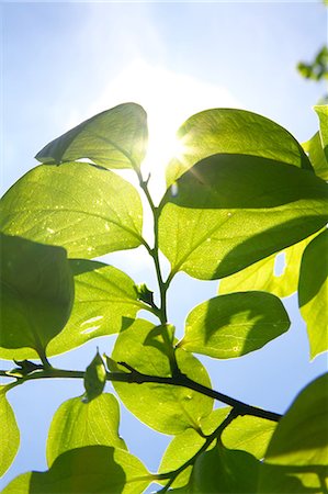 sun leaf - Green leaves Foto de stock - Sin royalties Premium, Código: 622-06487461