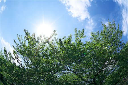 sun leaf - Cherry tree and blue sky with clouds Stock Photo - Premium Royalty-Free, Code: 622-06487474