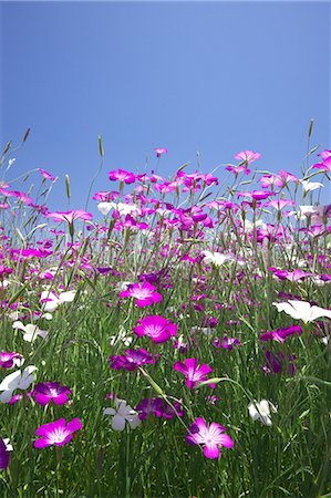 simsearch:622-06842005,k - Corncockle flower field and blue sky Foto de stock - Sin royalties Premium, Código: 622-06487484