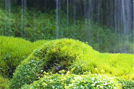 simsearch:622-06487093,k - Moss at Doryu Waterfall, Yamanashi Prefecture Photographie de stock - Premium Libres de Droits, Code: 622-06487490