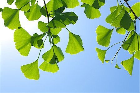 Ginkgo green leaves and blue sky Photographie de stock - Premium Libres de Droits, Code: 622-06487515