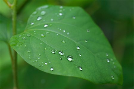 dew drops - Green leaf Stock Photo - Premium Royalty-Free, Code: 622-06487519