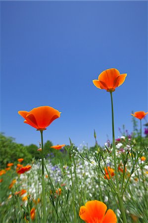 field of orange flowers - Poppy flowers and blue sky Foto de stock - Sin royalties Premium, Código: 622-06487510