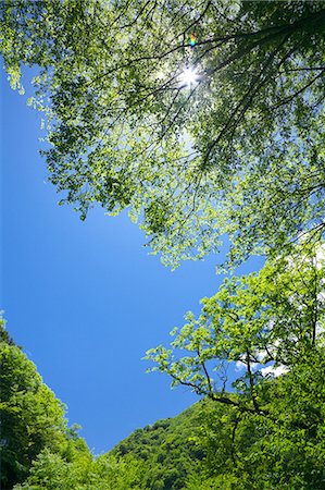 simsearch:622-06487490,k - Green leaves and blue sky Stock Photo - Premium Royalty-Free, Code: 622-06487536