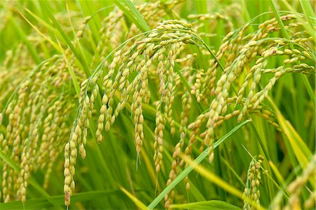 photo of cereal cultivation - Rice ears, Aichi Prefecture Stock Photo - Premium Royalty-Free, Code: 622-06487537