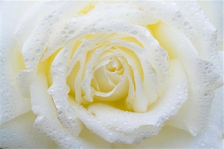 simsearch:622-06487540,k - White rose Fotografie stock - Premium Royalty-Free, Codice: 622-06487540