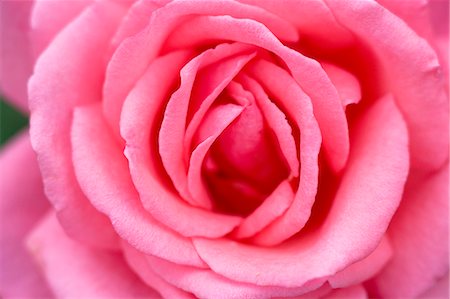 simsearch:622-06398168,k - Pink rose Stockbilder - Premium RF Lizenzfrei, Bildnummer: 622-06487541