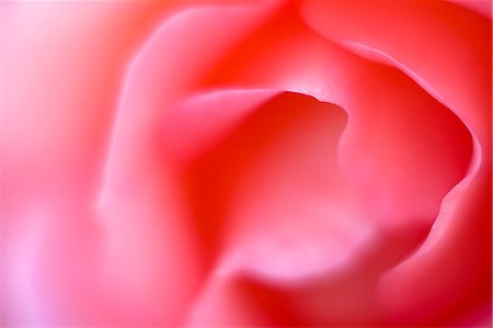 simsearch:622-06398168,k - Pink rose Stockbilder - Premium RF Lizenzfrei, Bildnummer: 622-06487542
