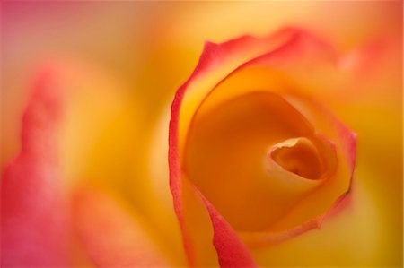 simsearch:622-06487540,k - Yellow rose Fotografie stock - Premium Royalty-Free, Codice: 622-06487543