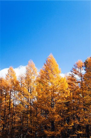 Larch yellow leaves and blue sky with clouds Stock Photo - Premium Royalty-Free, Code: 622-06487557