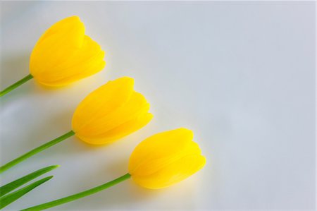 Tulip flowers Stock Photo - Premium Royalty-Free, Code: 622-06487569