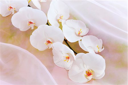 simsearch:622-06369308,k - Phalaenopsis orchid flowers Stock Photo - Premium Royalty-Free, Code: 622-06487562