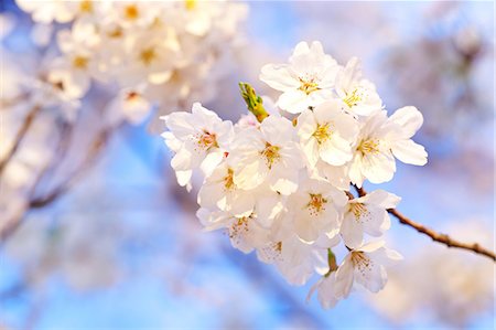 simsearch:622-06487426,k - Cherry blossoms Stock Photo - Premium Royalty-Free, Code: 622-06487574