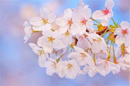 simsearch:622-06487426,k - Cherry blossoms Stock Photo - Premium Royalty-Free, Code: 622-06487575