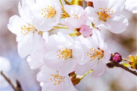 simsearch:622-06487426,k - Cherry blossoms Stock Photo - Premium Royalty-Free, Code: 622-06487572